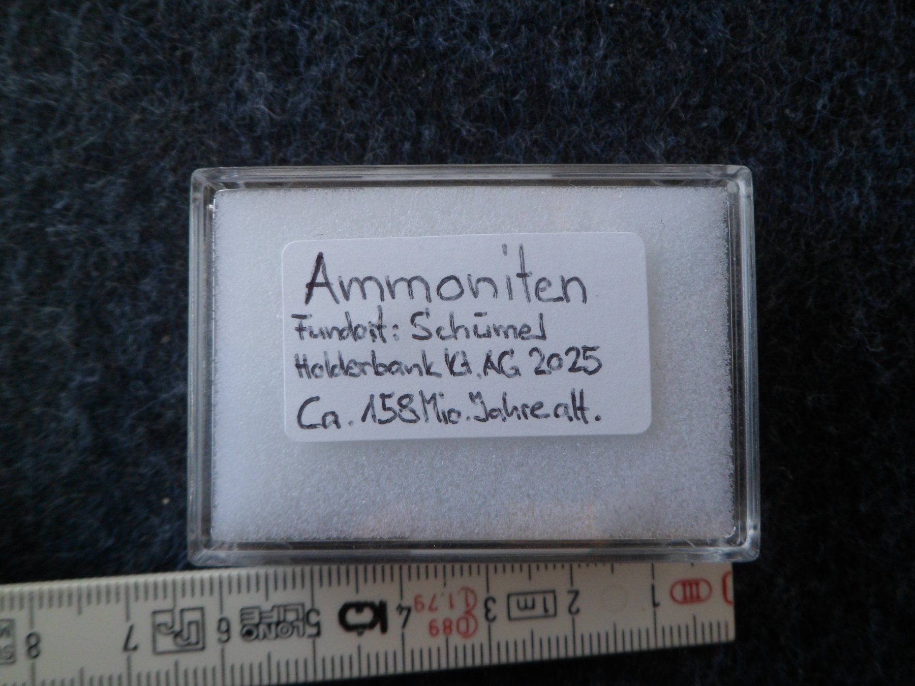 Fossiles: Mini Ammoniten Schweiz – D'occasion à Affoltern am Albis par Fossil60 3