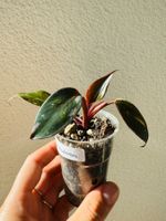🌿 Philodendron Red Anderson – well rooted, active growth 🌿