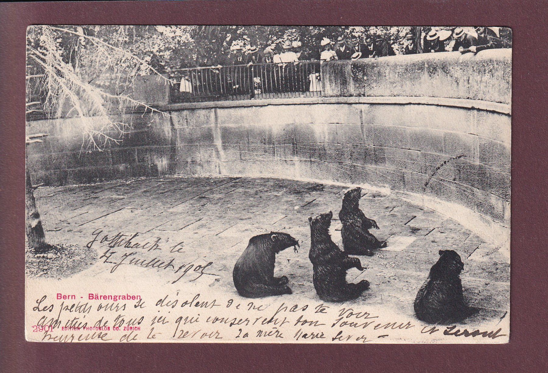 Cartoline postali: BERN - Bärengraben - 1905 – Usato da Pully venduto da nicecards