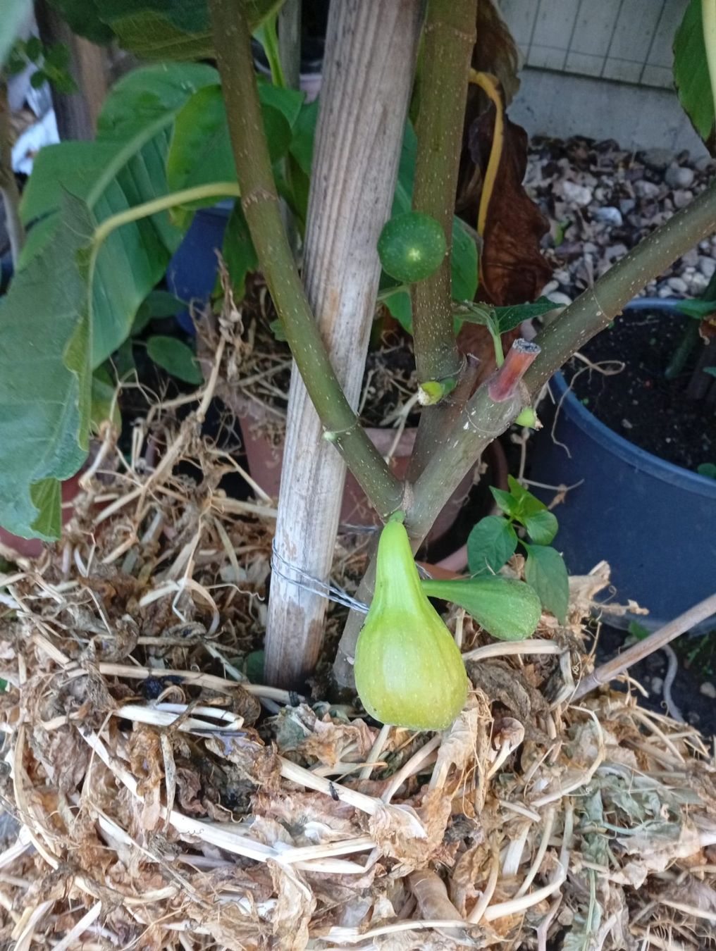 Plantes & graines: Feigenbäume – D'occasion à Langenthal par Shadowman01 2
