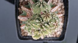 Aztekium Ritteri Cristata var. Prolifera (Ja, wirklich ;D)