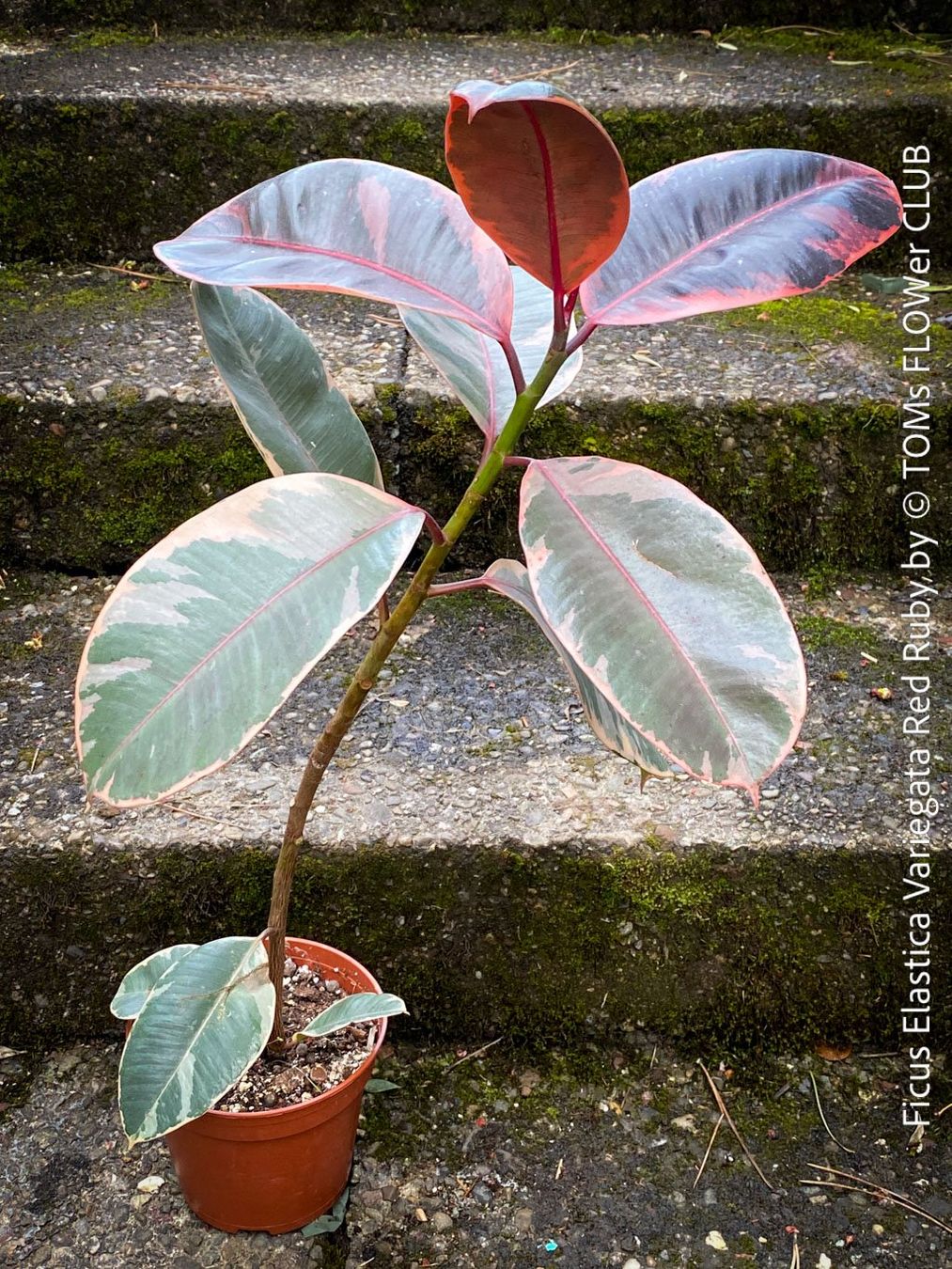 Piante & sementi: Ficus Elastica Variegata Red Ruby - ein eleganter Blickfang – Nuovo e nell'imballaggio originale da Adliswil venduto da asTOMas963 4