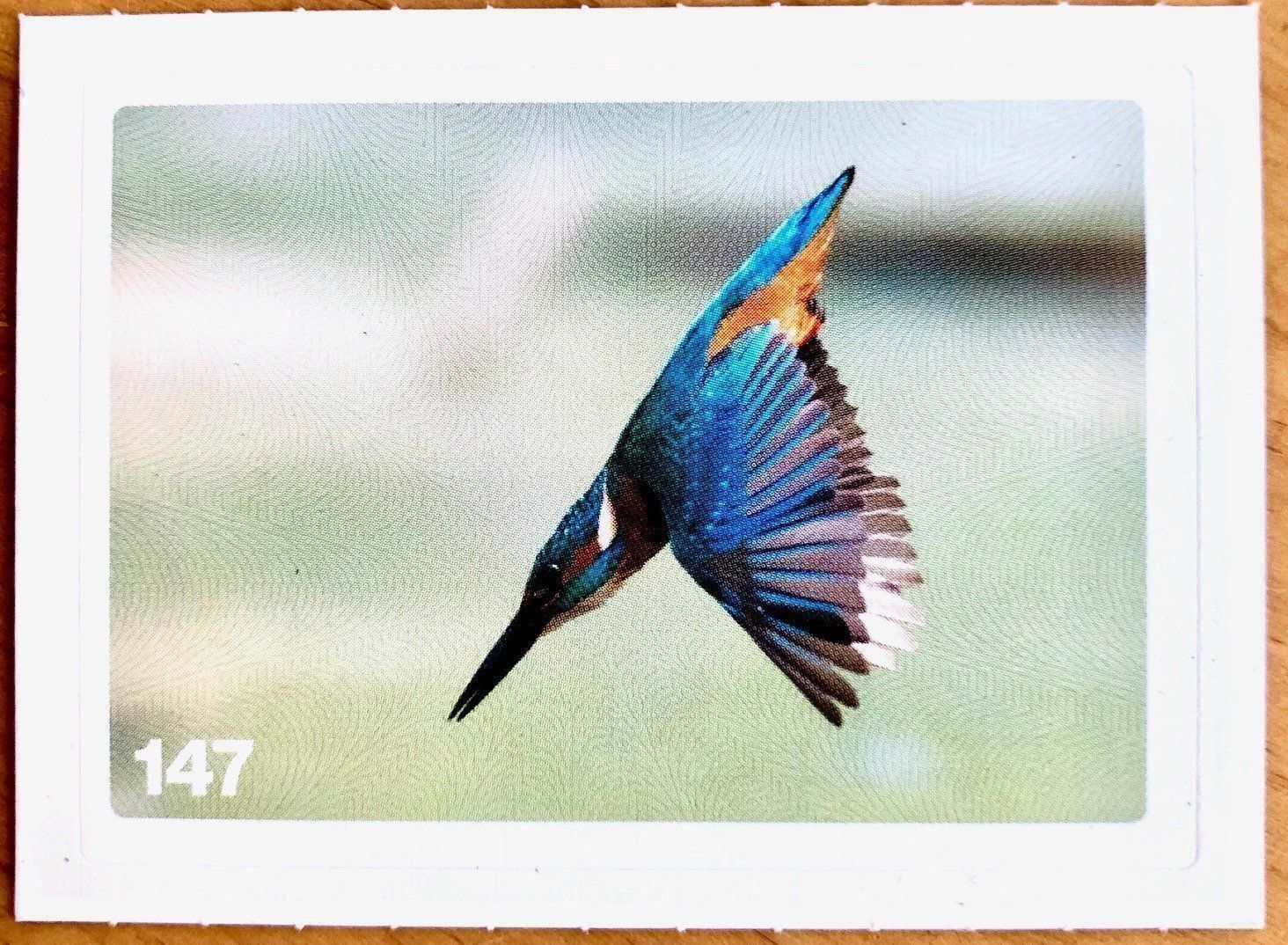 Migros Sammelbilder & Trading cards: Migros Nature Detectives - Bild Nr. 147 – Neu (gemäss Beschreibung) aus Oberrieden von Zimmerberg10