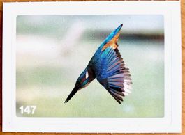 Migros Nature Detectives - Bild Nr. 147