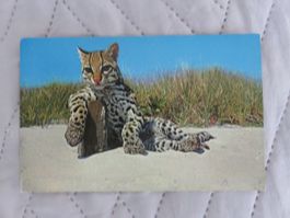 Ozelot, USA,  Zoo, Raubkatze, Katze, ungelaufen