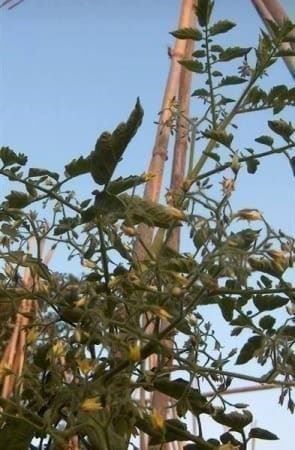 Piante & sementi: TOMATE MILLE FLEURS ! IMPRESSIONNANT 15g – Usato da Bremblens venduto da FIBONACCI369 1