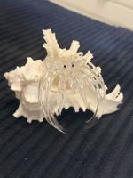 Dekofigur Glas Einsiedlerkrebs mit Muschel