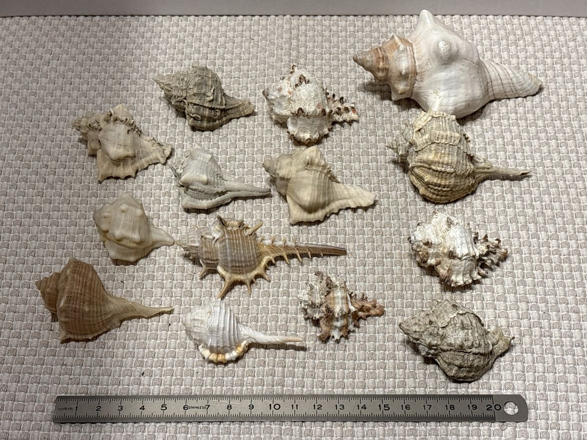 Tutte le decorazioni: Muscheln Sammlung – Usato da Rümlang venduto da resale35