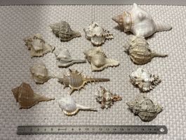 Muscheln Sammlung