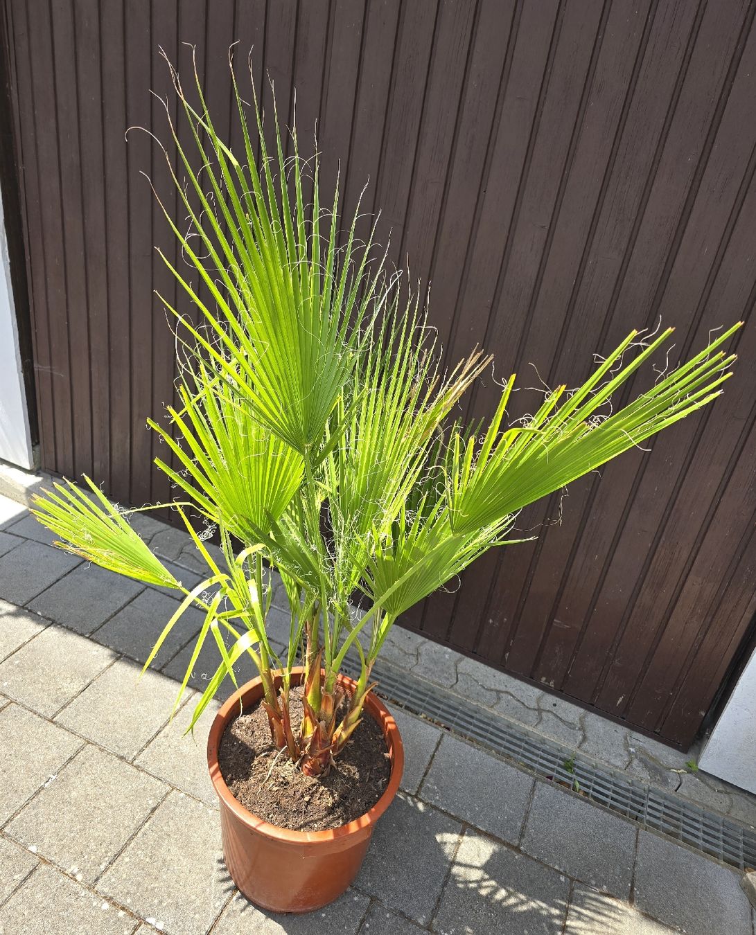 Plantes & graines: Washington robusta Palme – D'occasion à Aarburg par popkorn65 3