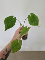 Alocasia Stingray