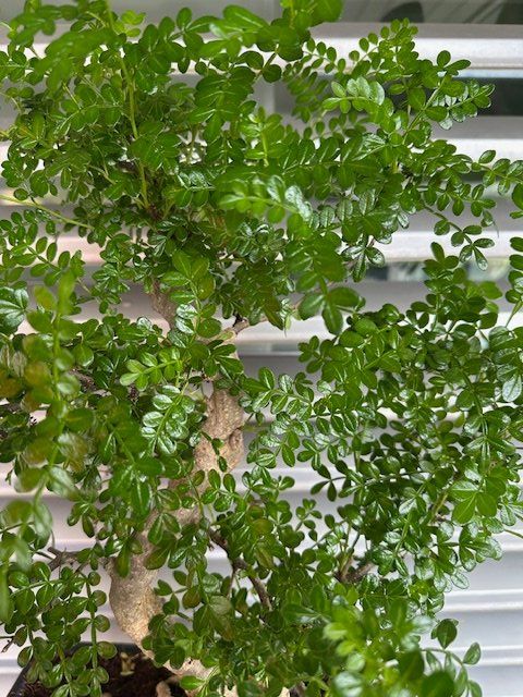 BONSAI GROSSER JAPANISCHER PFEFFER BAUM (Gebraucht) in Ostermundigen fr  CHF 320  nur Abholung auf Ricardo kaufen