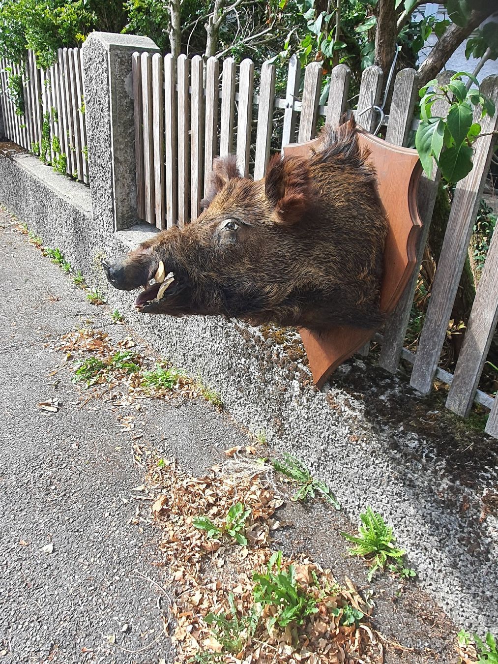 Il mondo degli animali: Wildschwein/ Keiler Kopfý – Usato da Wangen b. Olten venduto da Hecht62xyz 3