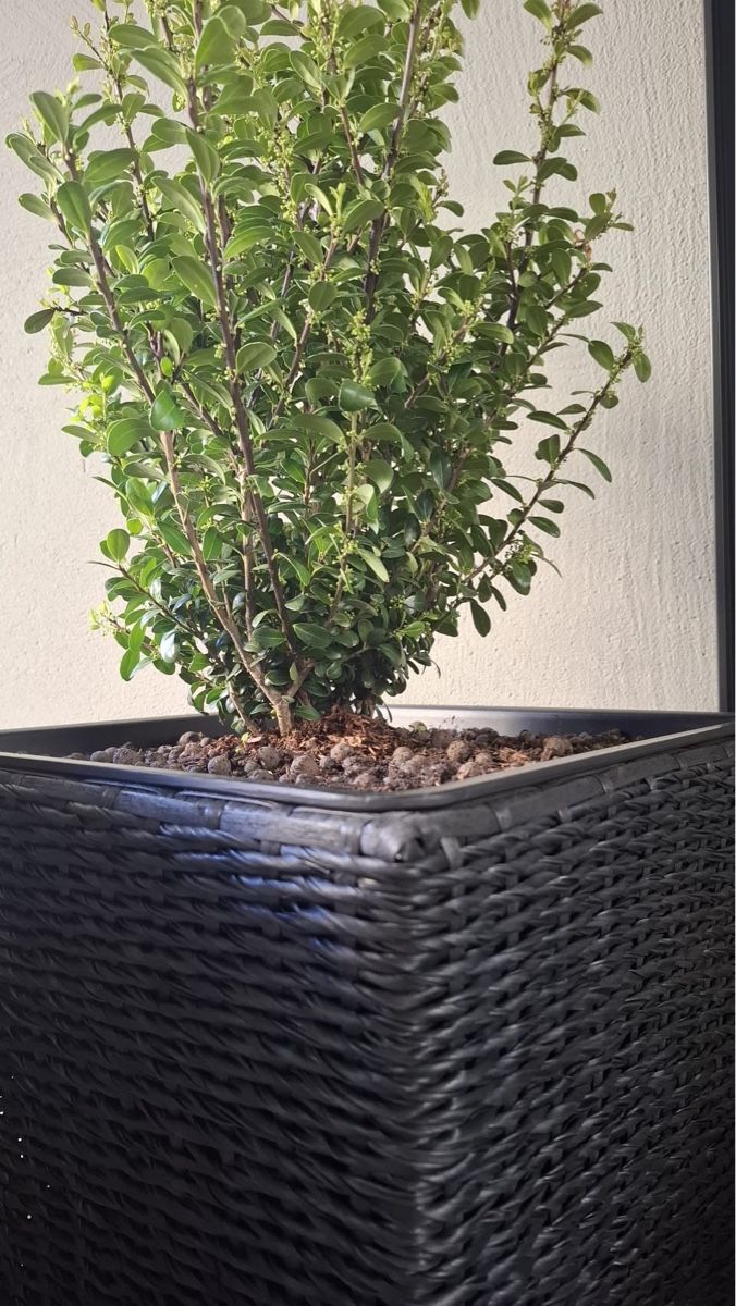 Vasi per fiori: Robustico-Pflanze inklusive modernem Blumentopf – Nuovo (secondo la descrizione) da Sursee venduto da aur_75qq 2