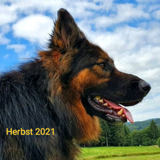 Profile image of Hundefluesterer007