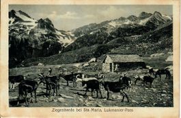 Ziegenherde bei Sta. Maria Lukmanier Pass 1919