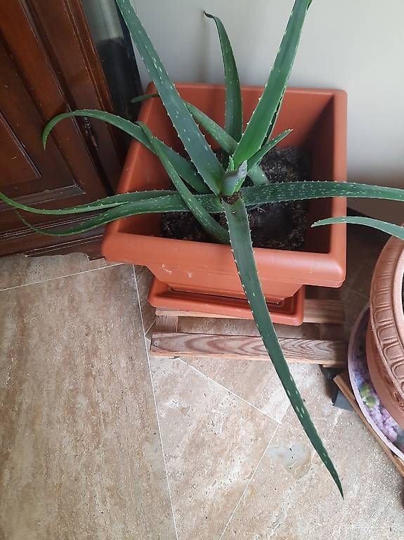 Pflanzen & Samen: Aloe vera – Gebraucht aus Lugano von EMI075 1