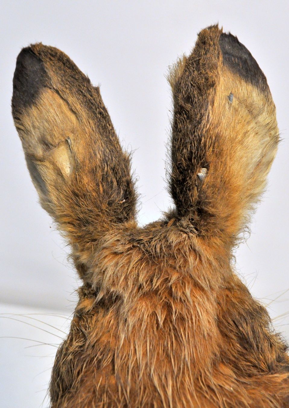 Welt der Tiere: Lièvre naturalisé – Gebraucht aus Neuchâtel von Neuchatel 4