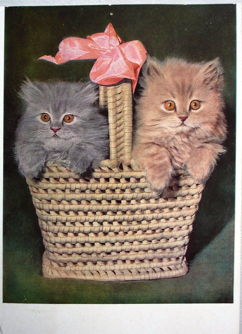 Ansichtskarten: 2 KATZEN IM KORB – Gebraucht aus Jona von philajona