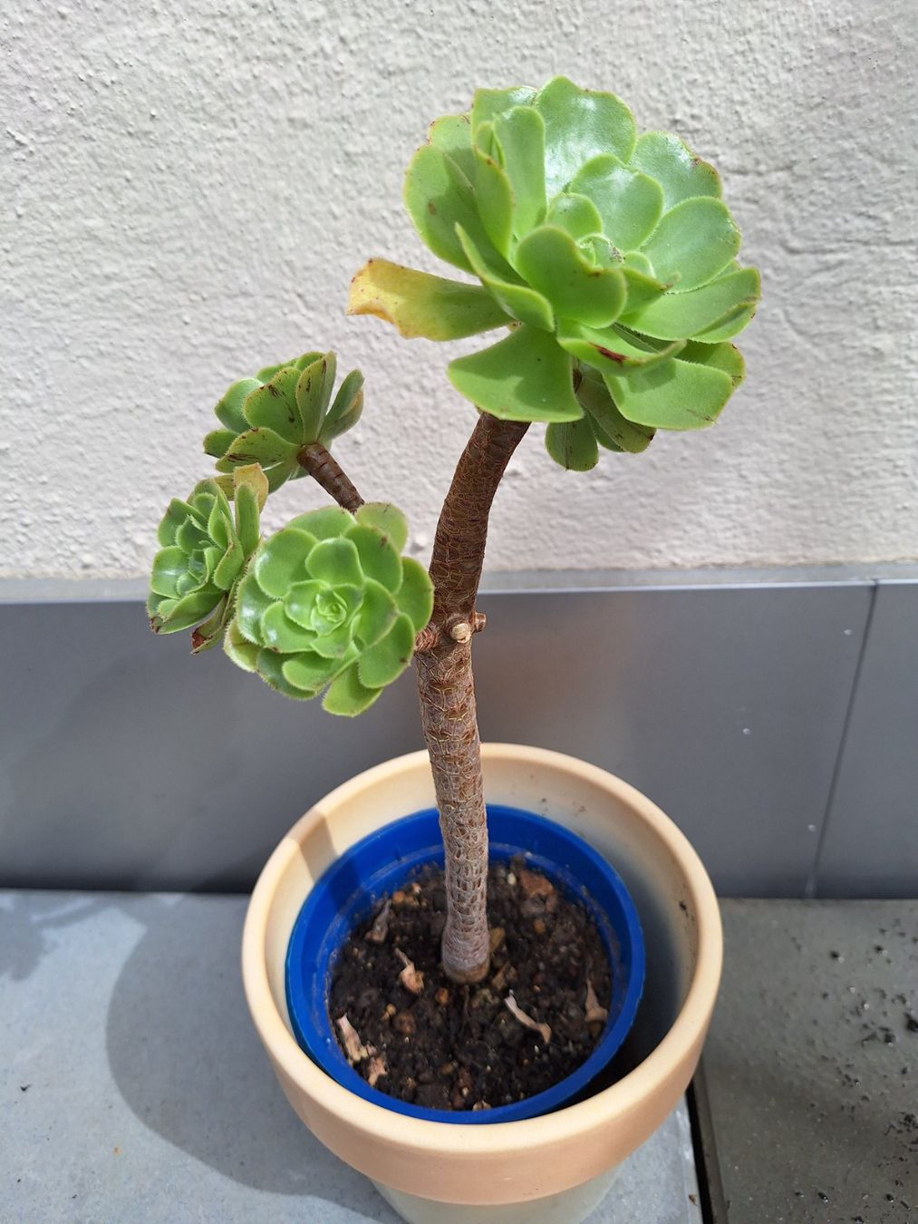 Pflanzen & Samen: Sukkulente Aeonium arboreum – Gebraucht aus Luzern von Heugaerten