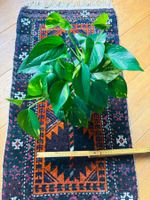 🪴 Efeutute Fresh marbled pothos houseplant 🪴Medium