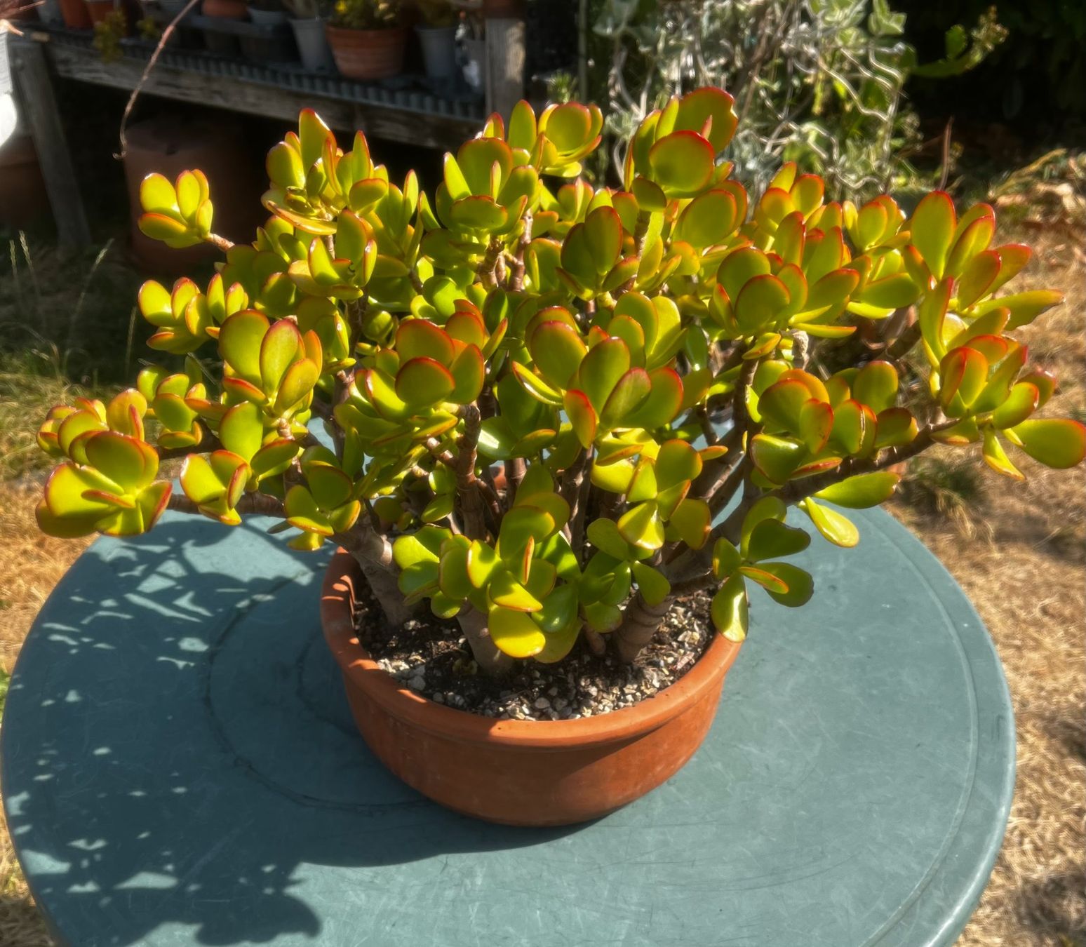 Plantes & graines: Dickblatt Crassula ovata – Neuf (Voir description) à Vinelz par Wellensittich55