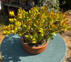 Dickblatt Crassula ovata