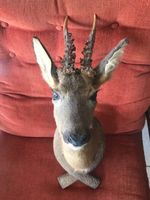 Capriolo maschio