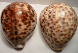 2 SEHR SCHÖNE CYPRAEA TIGRIS,-MUSCHELN-GROSS-97 CM UND 88 CM