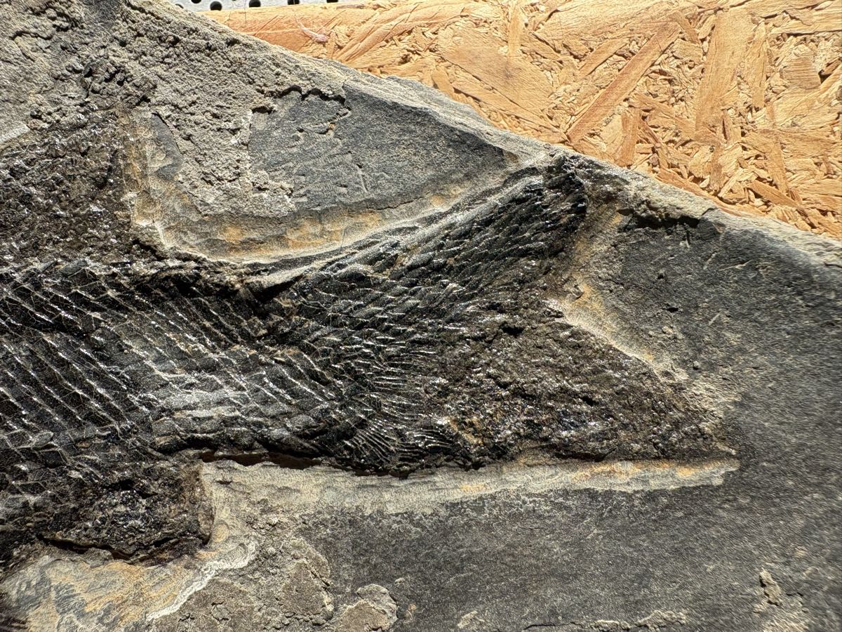 Fossilien: Fossiler Fisch – Gebraucht aus Biel/Bienne von nimmes 3