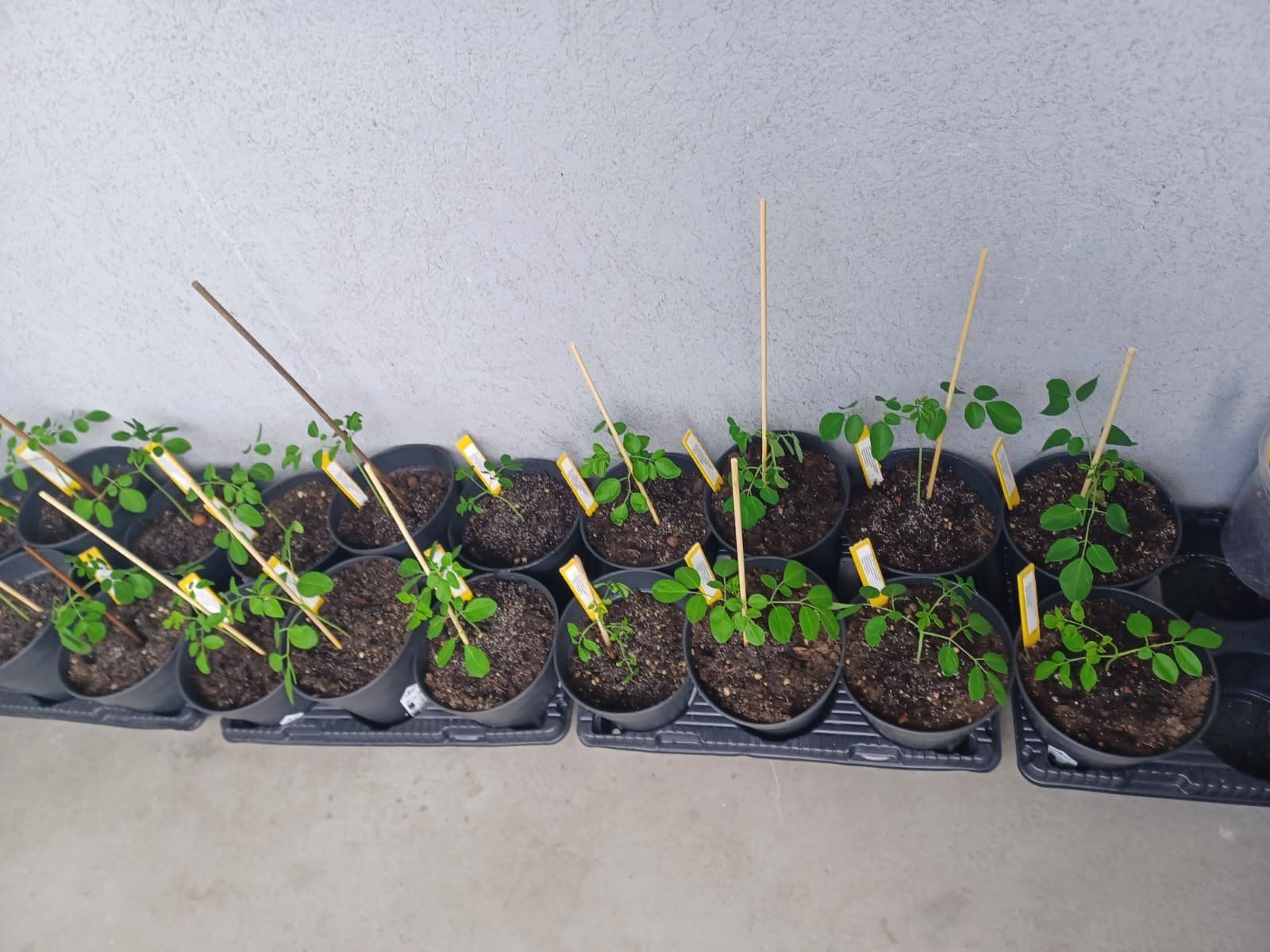 Plantes & graines: Moringa oleifera Baum - Exklusive in der Schweiz – Neuf avec emballage d'origine à Luzern par ivo_schild 7