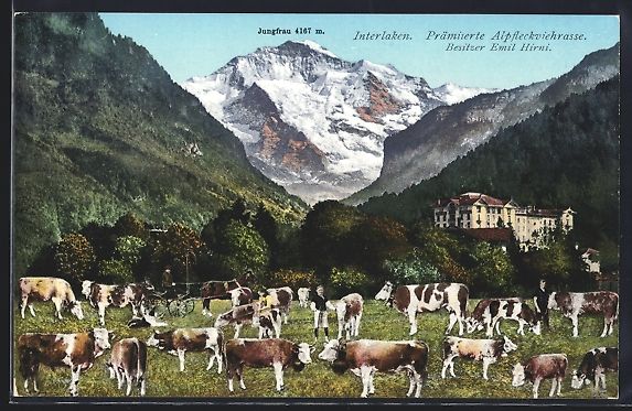Cartes postales: Interlaken, Prämierte Alpfleckviehrasse – D'occasion à Berlin par bartko-reher