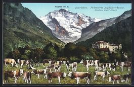 Interlaken, Prämierte Alpfleckviehrasse