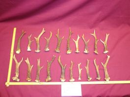 Reh, Geweihe, Trophäe, Horn, Dekoration, Jagd Abwurfstangen