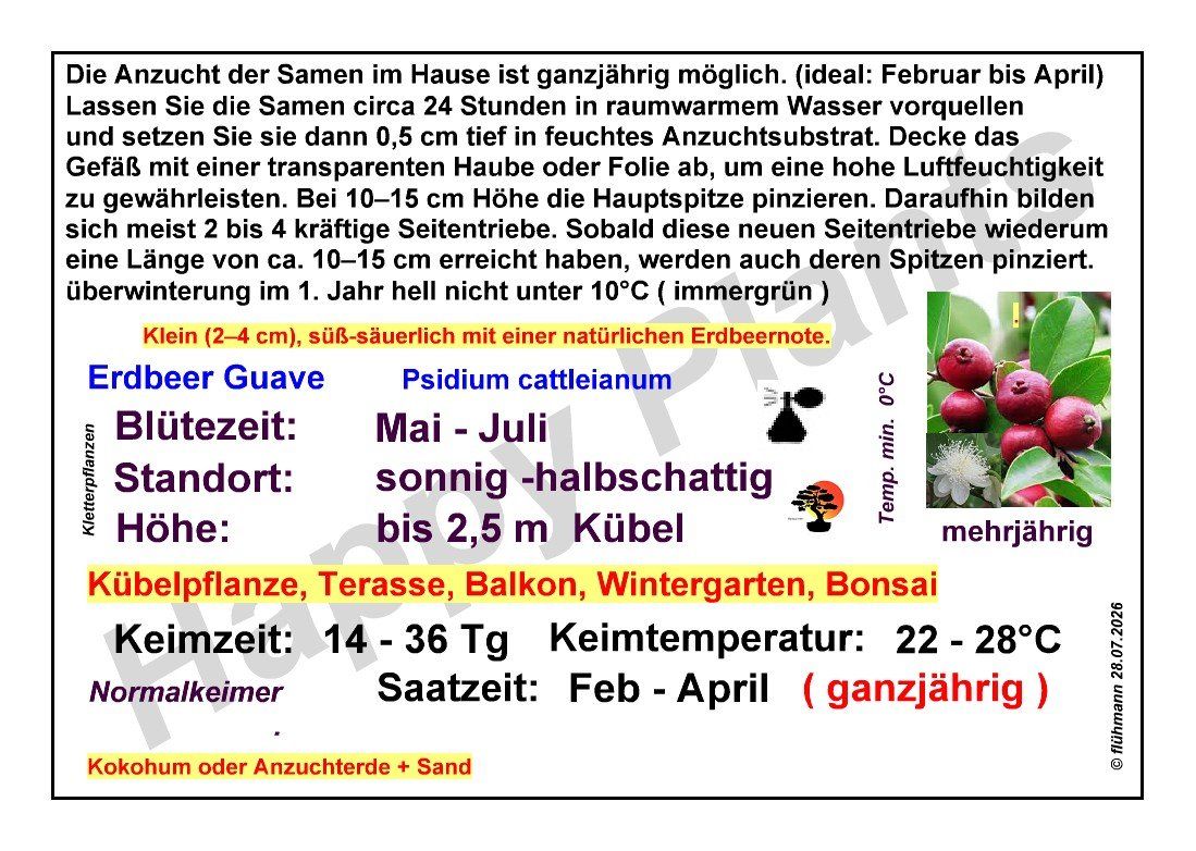 Pflanzen & Samen: Erdbeer Guave - Psidium cattleianum - 20 Samen – Neu und originalverpackt aus Sumiswald von Cham14558 3