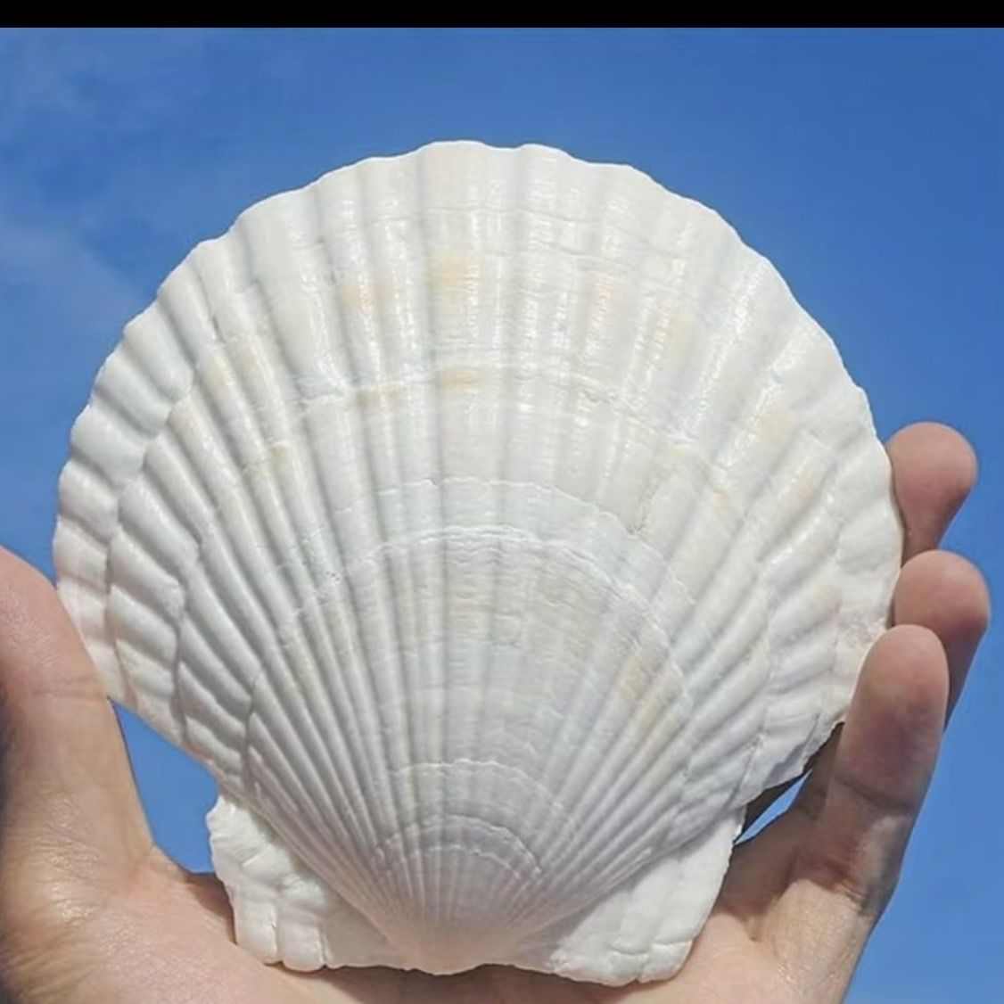 Alle Dekorationen: Real Scallop Shells Muscheln – Neu und originalverpackt aus Zürich von agichristine 3