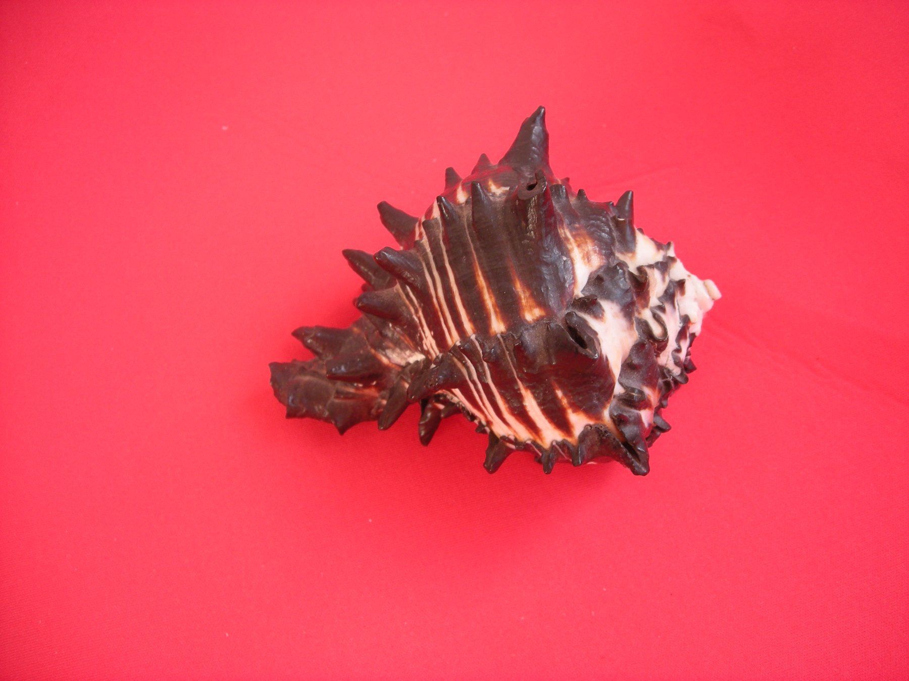 Fossili: Wunderschöne seltene Muschel mit Stachel 11 cm – Usato da Spreitenbach venduto da Sniper8952
