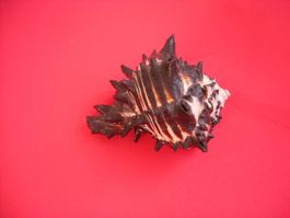 Wunderschöne seltene Muschel mit Stachel 11 cm