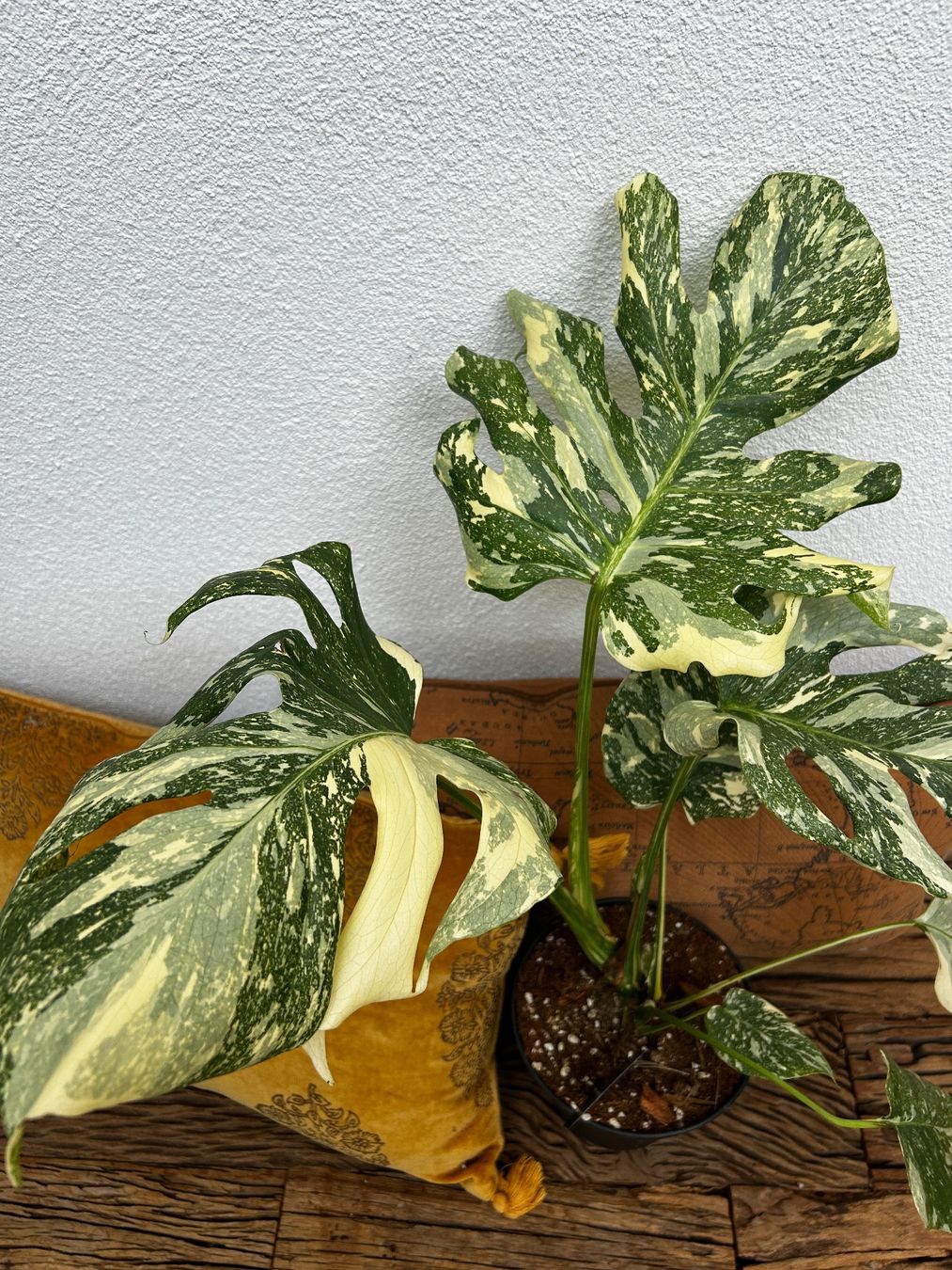 Piante & sementi: Monstera Thai Constellation💚 – Usato da Wattwil venduto da Mikesplantshop 3