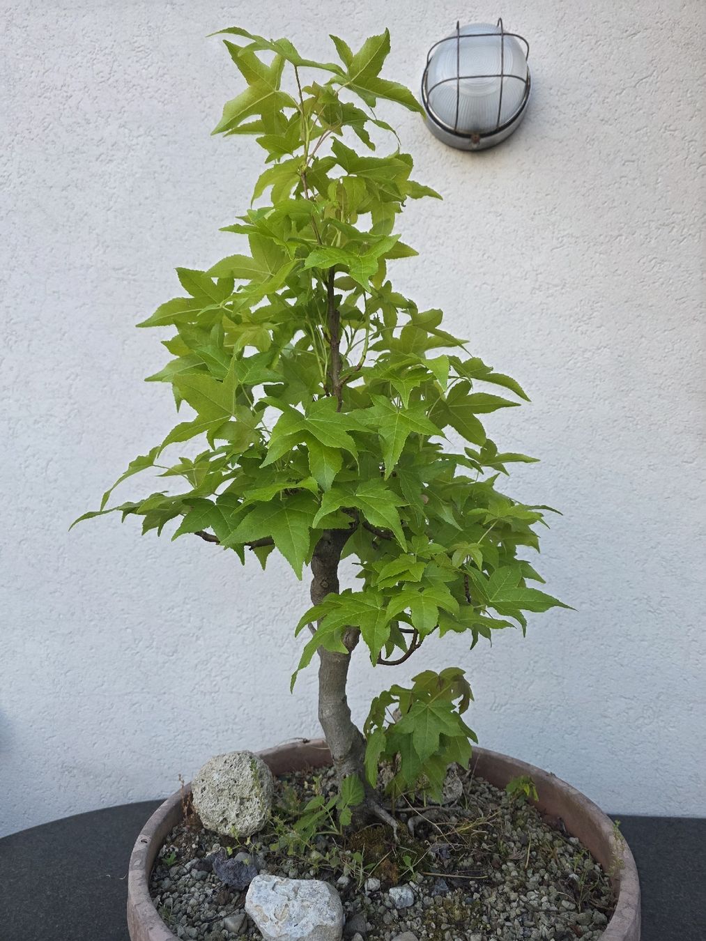 Piante & sementi: Ahorn Pre-Bonsai in Trainingstopf – Usato da Steinhausen venduto da Dsandro 3