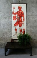 Schulwandbild "Muskulatur"