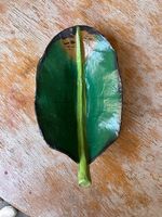 Foglia in legno  - Artigianato messicano