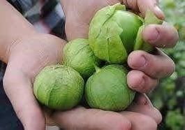 TOMATILLO DU MEXIQUE (Physalis Ixocarpa)