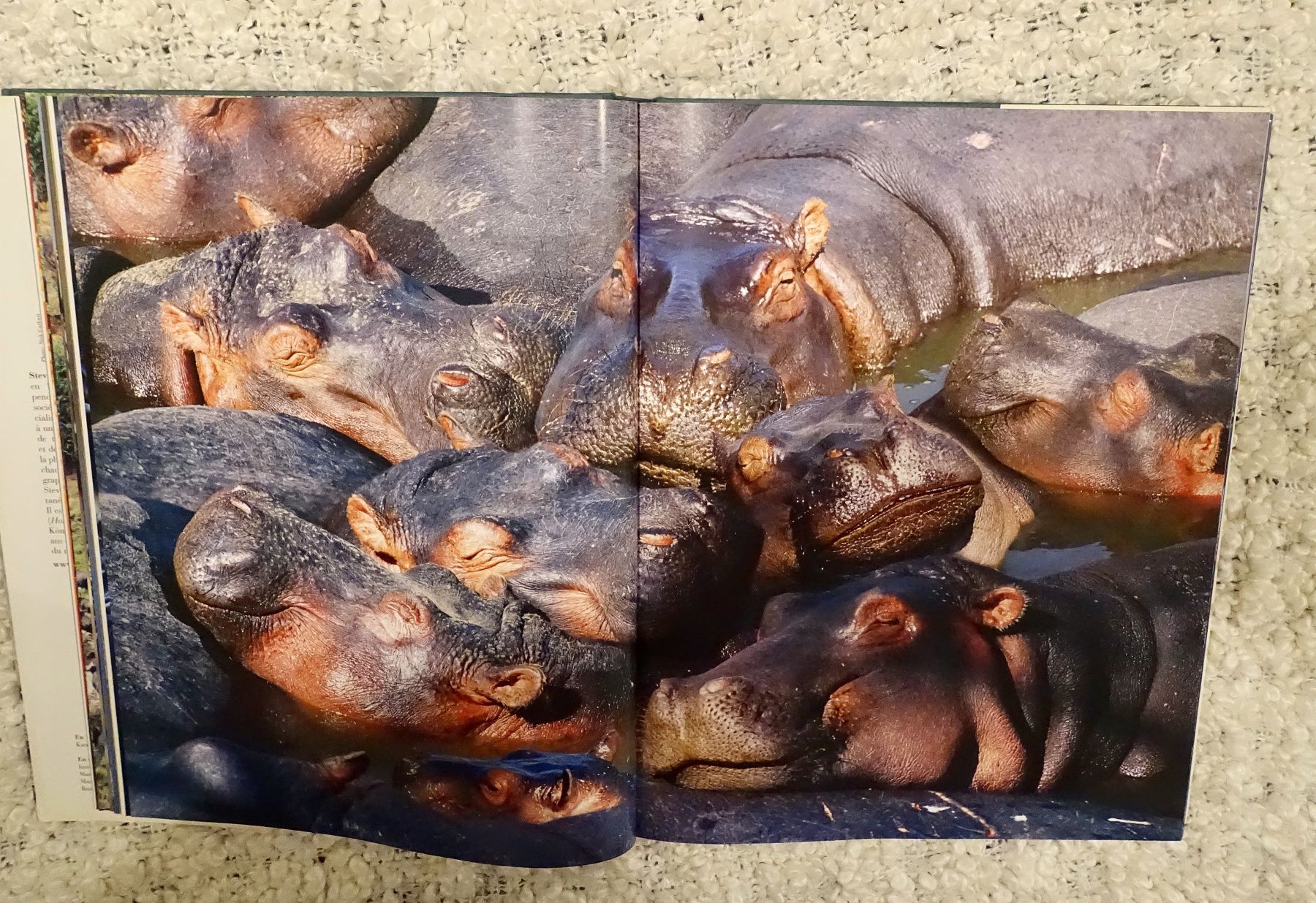 Libri: Livre animaux – Nuovo (secondo la descrizione) da Genève venduto da flocon06 4