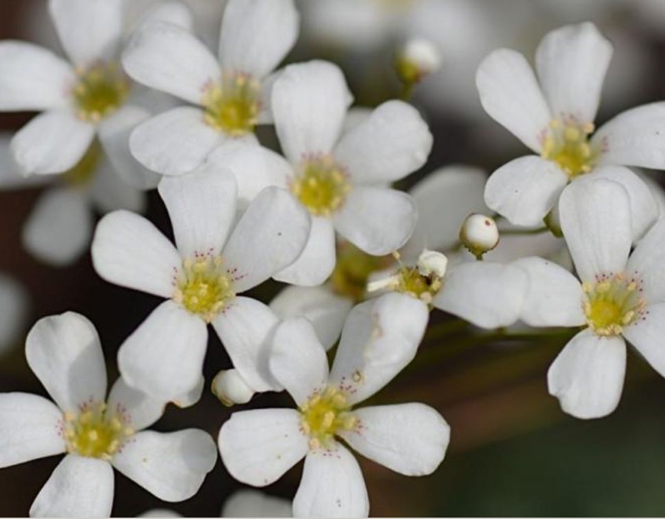 Piante & sementi: LÖFFELBLÄTTRIGER STEINBRECH - SAXIFRAGA COCHLEARIS RCHB. – Nuovo (secondo la descrizione) da Buchs AG venduto da fischli610 3