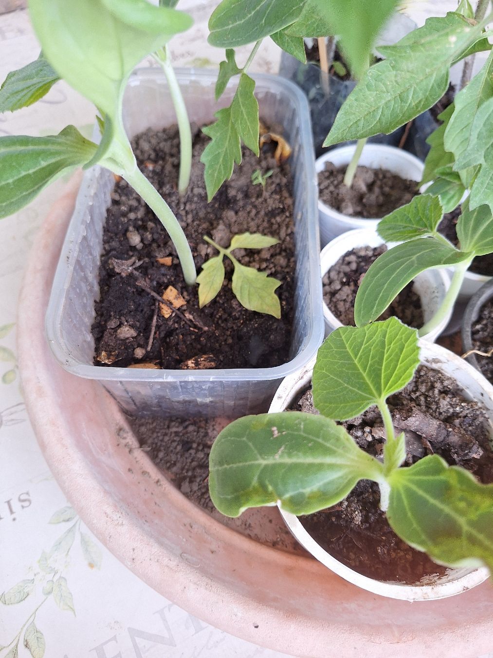 Piante & sementi: tomates.cardon.piments .courgettes – Nuovo e nell'imballaggio originale da Genève venduto da Cristin1 1