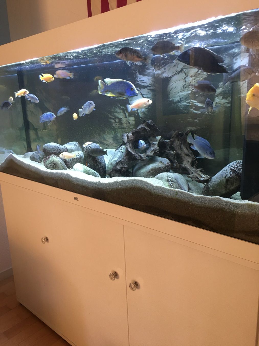 Juwel Acquari: Juwel Aquarium 450Liter in Weiss – Usato da Thun venduto da Charrly 1
