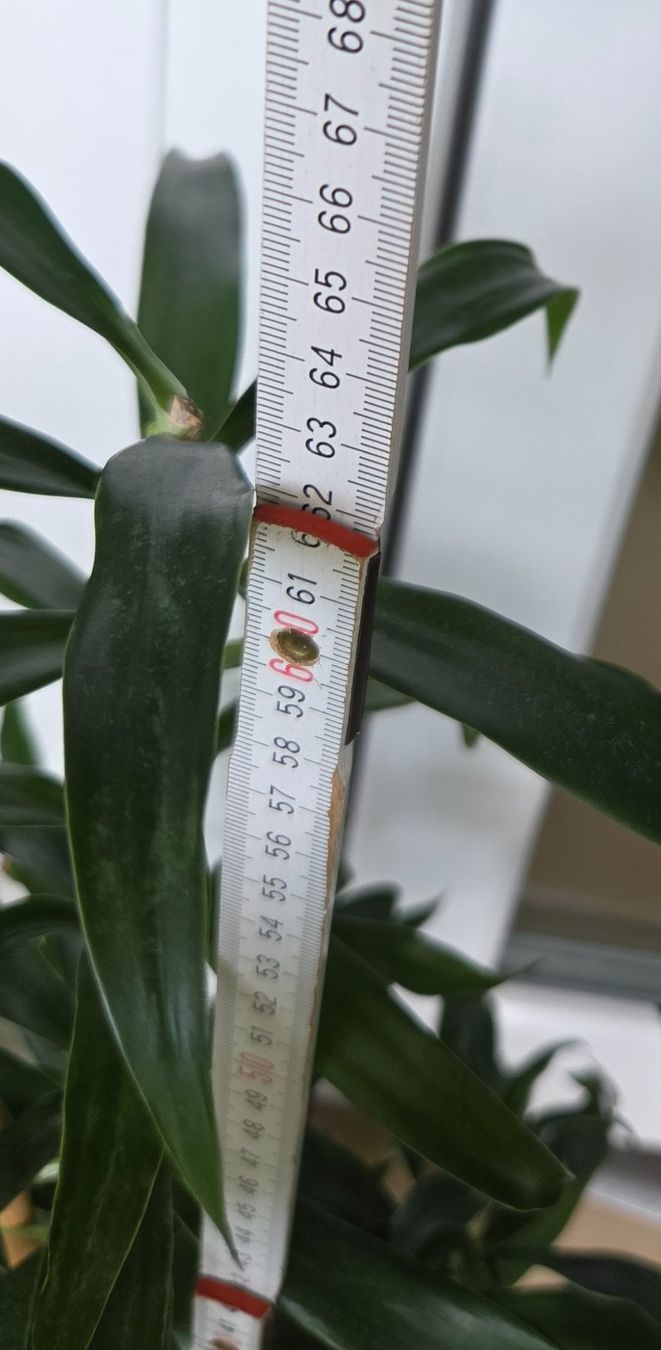 Plantes & graines: Drachenbaum (ca. 62cm) – D'occasion à Zürich par wile_coyote 3