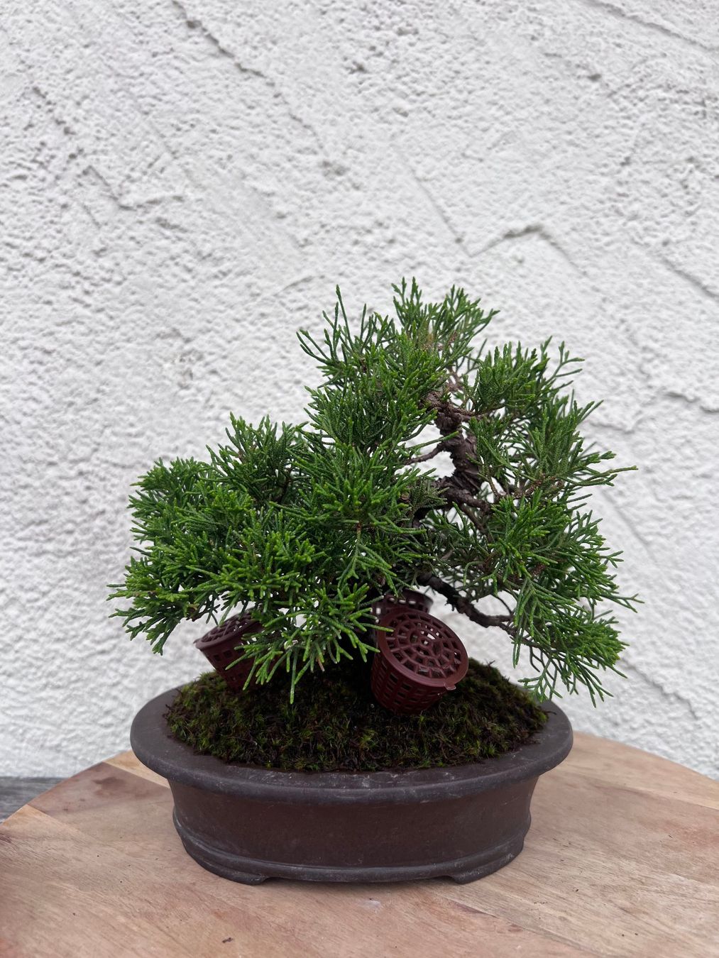 Plantes & graines: Juniper ‘Itoigawa’ Bonsai – D'occasion à Genève par dan_tt69 6