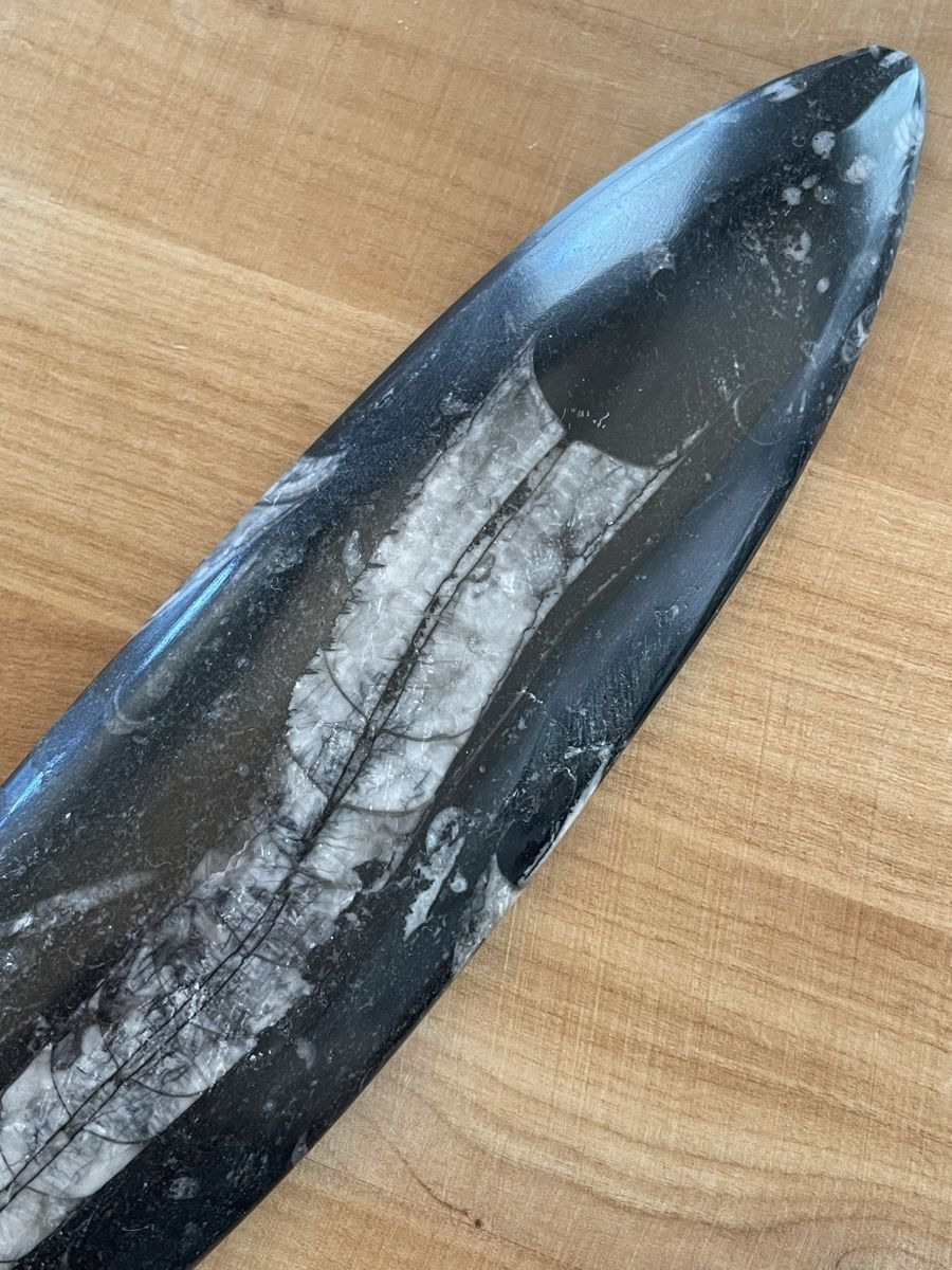 Fossilien: Orthocera Versteinerung – Gebraucht aus Rümlang von SchumBru10 2